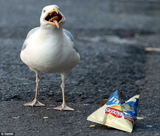 seagull
